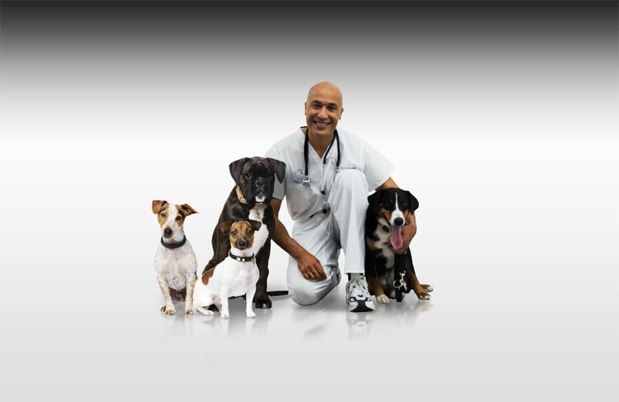 Geneva Animal Hospital, Animal Hospital Geneva, Cabinet Vétérinaire International, Dr Omaboe, Geneva Veterinarian, veterinarian Geneva