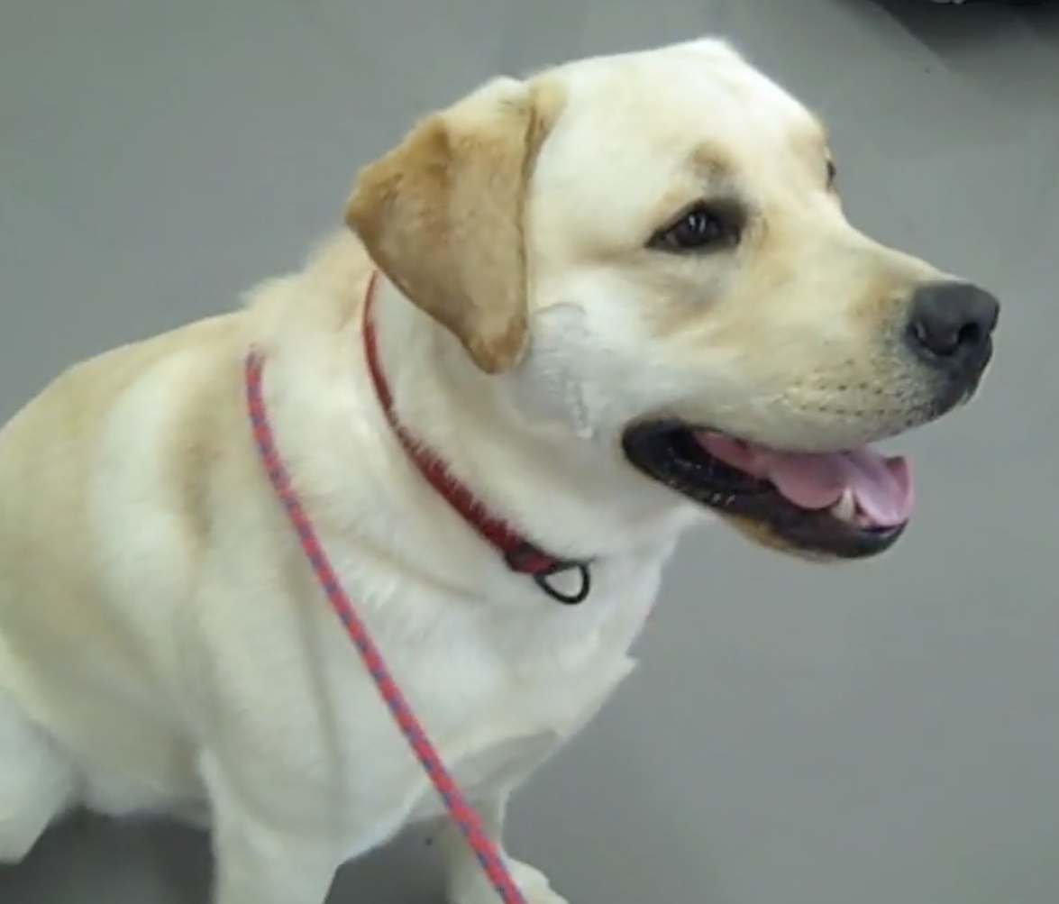  Geneva Animal Hospital, Animal Hospital Geneva, Cabinet Vétérinaire International, Geneva Veterinarian, veterinarian Geneva, Cordy 