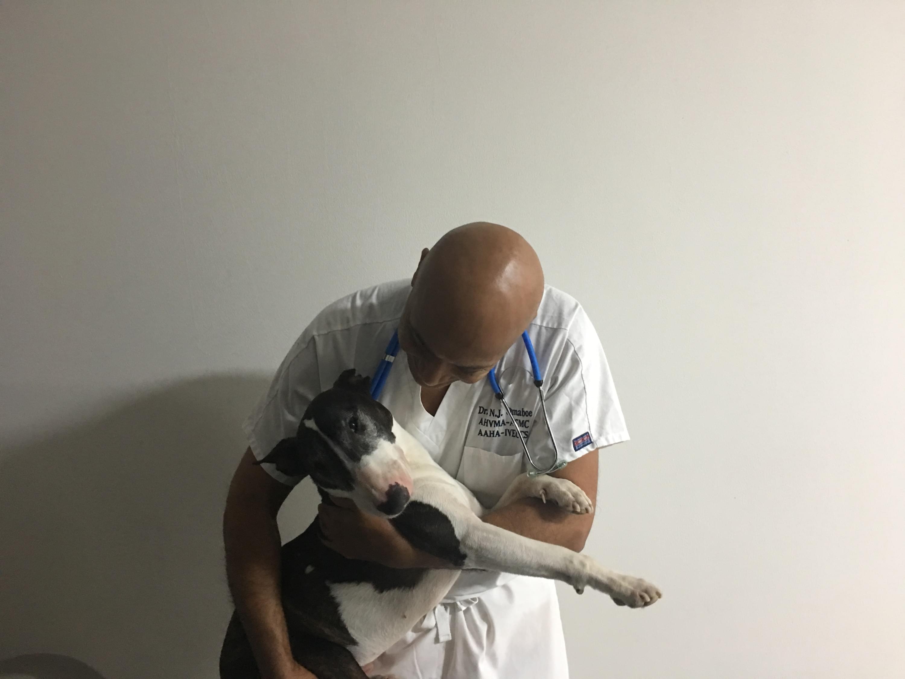  Geneva Animal Hospital, Animal Hospital Geneva,Cabinet Vétérinaire International,Geneva Veterinarian, veterinarian Geneva, stressed dog